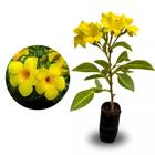 Muda de Alamanda Amarela 20 a 40cm AMK - Plantas Online - Genérico