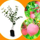 Muda de Ameixa Rosa Mineira Enxertada - Gardencitrus