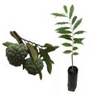 Muda de Araticum Do Cerrado 20 a 40cm AMK - Plantas Online