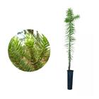 Muda de Araucaria 20 a 40cm AMK - Plantas Online