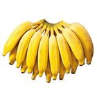 Muda de Banana Prata Altura de 0,40 cm a 0,80 cm - AMK - Jardinagem e Paisagismo