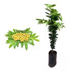 Muda de Cabeludinha 20 a 40cm AMK - Plantas Online