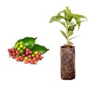 Muda de Cafe Catuai Vermelho 20 a 40cm AMK - Plantas Online - AMK Jardinagem e Paisagismo