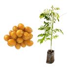 Muda de Caja Manga Ana 20 a 40cm AMK - Plantas Online - AMK Jardinagem e Paisagismo