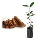 Muda de Canela da india 20 a 40cm AMK - Plantas Online - AMK Jardinagem e Paisagismo