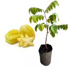 Muda de Carambola Mel 50 a 80cm AMK - Plantas Online