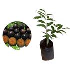 Muda de Cereja De Madagascar 20 a 40cm AMK - Plantas Online - AMK Jardinagem e Paisagismo