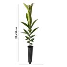 Muda de Ravenala Altura de 0,40 cm a 0,80 cm - Plantas - Muda - Magazine  Luiza