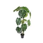 Muda de Costela De Adão 20 a 40cm AMK - Plantas Online