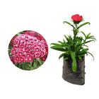 Muda de Cravina 20 a 40cm AMK - Plantas Online - AMK Jardinagem e Paisagismo