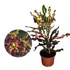 Muda de Croton Saca-rolha 20 a 40cm AMK - Plantas Online