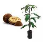 Muda de Cupuacu 20 a 40cm AMK - Plantas Online - AMK Jardinagem e Paisagismo