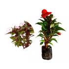 Muda de Empatiens 20 a 40cm AMK - Plantas Online - AMK Jardinagem e Paisagismo