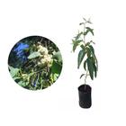 Muda de Eucalipto Cheiroso 20 a 40cm AMK - Plantas Online - AMK Jardinagem e Paisagismo