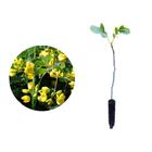 Muda de Fedegoso 20 a 40cm AMK - Plantas Online - AMK Jardinagem e Paisagismo