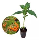 Muda De Fruta Do Sabiá - Acnistus Arborescens - AMK - Jardinagem e Paisagismo