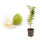 Muda de Goiaba Branca 20 a 40cm AMK - Plantas Online - AMK Jardinagem e Paisagismo