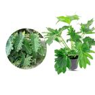 Muda de Guaimbe 20 a 40cm AMK - Plantas Online - AMK Jardinagem e Paisagismo