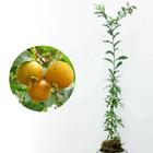 Muda de Guaivira 20 a 40cm AMK - Plantas Online - AMK Jardinagem e Paisagismo
