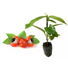 Muda de Guaraná 20 a 40cm AMK - Plantas Online