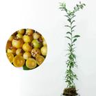 Muda de Guavira 20 a 40cm AMK - Plantas Online - AMK Jardinagem e Paisagismo