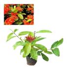 Muda De Ixora Africana Rei - AMK - Jardinagem e Paisagismo