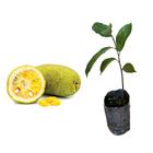 Muda de Jaca Mole 20 a 40cm AMK - Plantas Online - AMK Jardinagem e Paisagismo