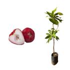 Muda de Jambo Roxo 20 a 40cm AMK - Plantas Online