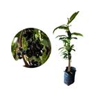 Muda de Jambolão 20 a 40cm AMK - Plantas Online - AMK Jardinagem e Paisagismo