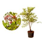 Muda de Leia Verde 20 a 40cm AMK - Plantas Online