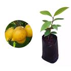 Muda de Mangostão Amarelo 20 a 40cm AMK - Plantas Online