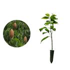 Muda de Mogno Brasileiro 20 a 40cm AMK - Plantas Online