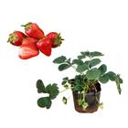 Muda de Morango 20 a 40cm AMK - Plantas Online - AMK Jardinagem e Paisagismo