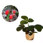 Muda de Morango Silvestre 20 a 40cm AMK - Plantas Online - AMK Jardinagem e Paisagismo