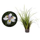 Muda de Moreia 20 a 40cm AMK - Plantas Online - AMK Jardinagem e Paisagismo