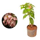 Muda de Mussaenda 20 a 40cm AMK - Plantas Online - AMK Jardinagem e Paisagismo