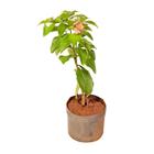 Muda de Mussaenda Altura de 0,40 cm a 0,80 cm - Plantas