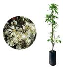 Muda de Neve Da Montanha 20 a 40cm AMK - Plantas Online - AMK Jardinagem e Paisagismo