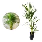 Muda de Palmeira Areca Bambu 50 a 80cm AMK - Plantas Online