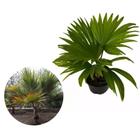 Muda de Palmeira Latânia 20 a 40cm AMK - Plantas Online