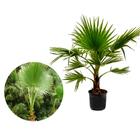 Muda de Palmeira Washingtônia 20 a 40cm AMK - Plantas Online