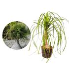 Muda de Pata de Elefante 20 a 40cm AMK - Plantas Online