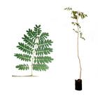 Muda de Pau Ferro 20 a 40cm AMK - Plantas Online - AMK Jardinagem e Paisagismo