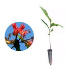 Muda de Pau Formiga 20 a 40cm AMK - Plantas Online - AMK Jardinagem e Paisagismo