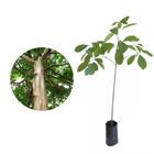 Muda de Pau Mulato 20 a 40cm AMK - Plantas Online - AMK Jardinagem e Paisagismo