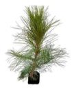 Muda De Pinus Elliottii - Pinheiro Americano