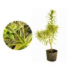 Muda de Pleomele 20 a 40cm AMK - Plantas Online - AMK Jardinagem e Paisagismo