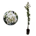 Muda de Reseda Branco 20 a 40cm AMK - Plantas Online - AMK Jardinagem e Paisagismo