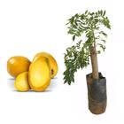 Muda de Seriguela 20 a 40cm AMK - Plantas Online - AMK Jardinagem e Paisagismo