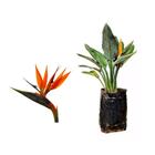 Muda de Strelitzia 20 a 40cm AMK - Plantas Online - AMK Jardinagem e Paisagismo